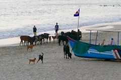 Cows on the Beach