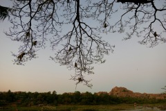 Monkeys of Hampi