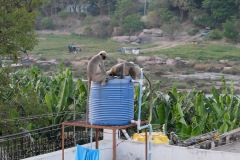 Hampi Monkeys