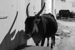 Streets of Hampi