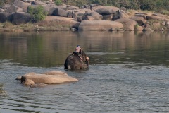 Elephant Bath