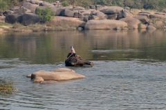 Elephant Bath