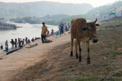 Tungabhadra River