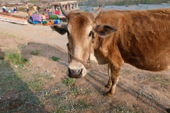 Friendly Cow