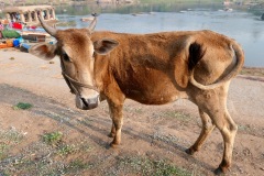 Friendly Cow