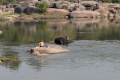 Elephant Bath