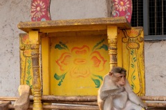 Temple Monkeys