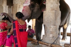 Temple Elephant Blessing