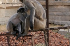 Monkeys of Hampi