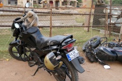 Monkeys of Hampi