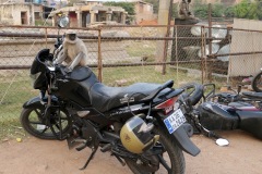 Monkeys of Hampi