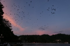 Kandy Lake