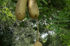 Sausage Tree