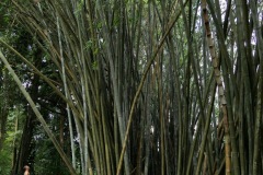 Giant Bamboo