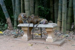 Botanical Gardens Grooming Session