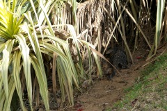 Kandy Lake Water Monitor