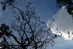 Kandy Lake Bats