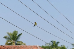 Bird on a Wire