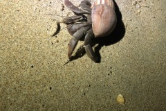 Hermit Crab