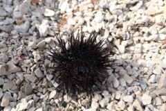 Sea Urchin