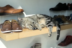 Shopping for Shoes and Cats