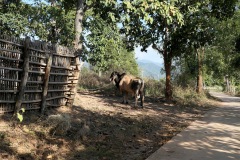 Driving Around Pai