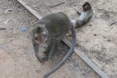 Angkor Archaeological Park