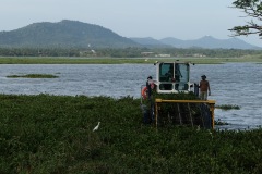 Clearing the Mangroves