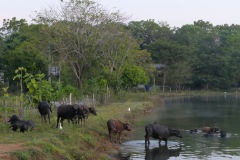 Around the Lake