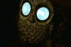 Owl Eyes