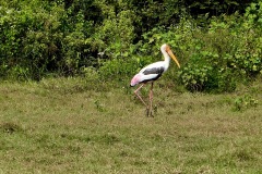 Painted Stork