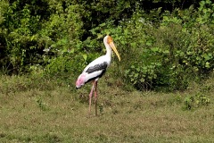 Painted Stork