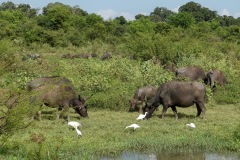 Water Buffalo