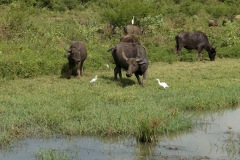 Water Buffalo