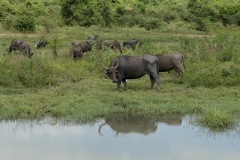 Water Buffalo