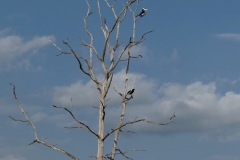 Bird Watching - Malabar Pied Hornbill