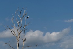 Bird Watching - Malabar Pied Hornbill