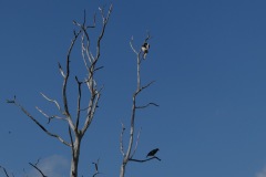 Bird Watching - Malabar Pied Hornbill