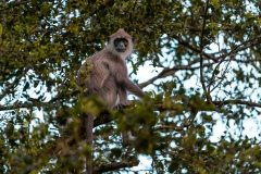 Gray Langur - photobymuzo