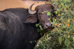 Water Buffalo - photobymuzo