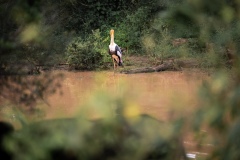 Painted Stork  - photobymuzo