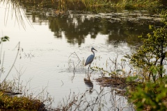 Egret  - photobymuzo