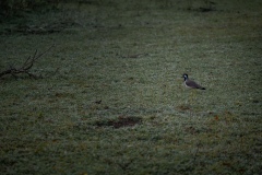 White-Breasted Waterhen - photobymuzo