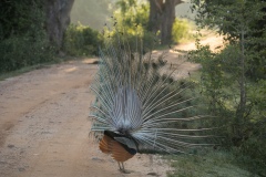 Peacock- photobymuzo