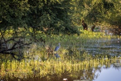 Grey Heron - photobymuzo