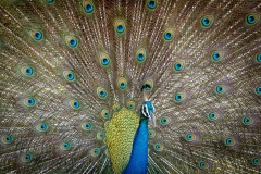 Peacock- photobymuzo