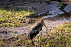 Spot-billed Pelican - photobymuzo