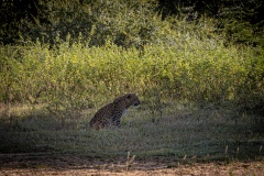 Leopard - photobymuzo