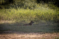 Leopard - photobymuzo