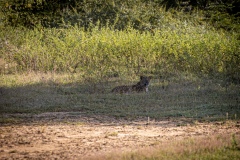 Leopard - photobymuzo